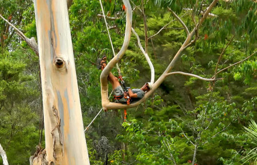 Treeclimbing Bompany Mark Jakobs