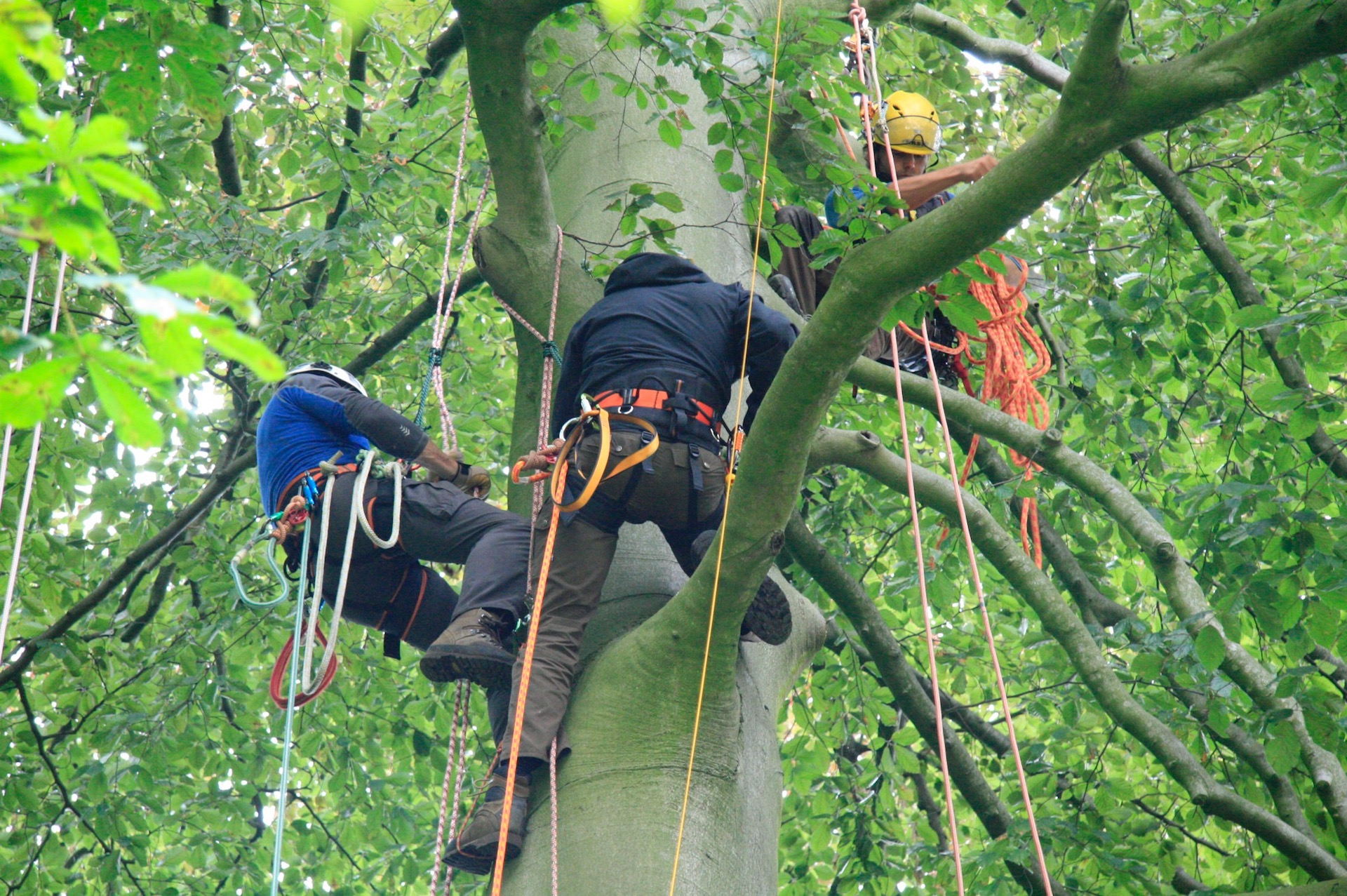 Professioneel Boomklimmen bij The Treeclimbing Company