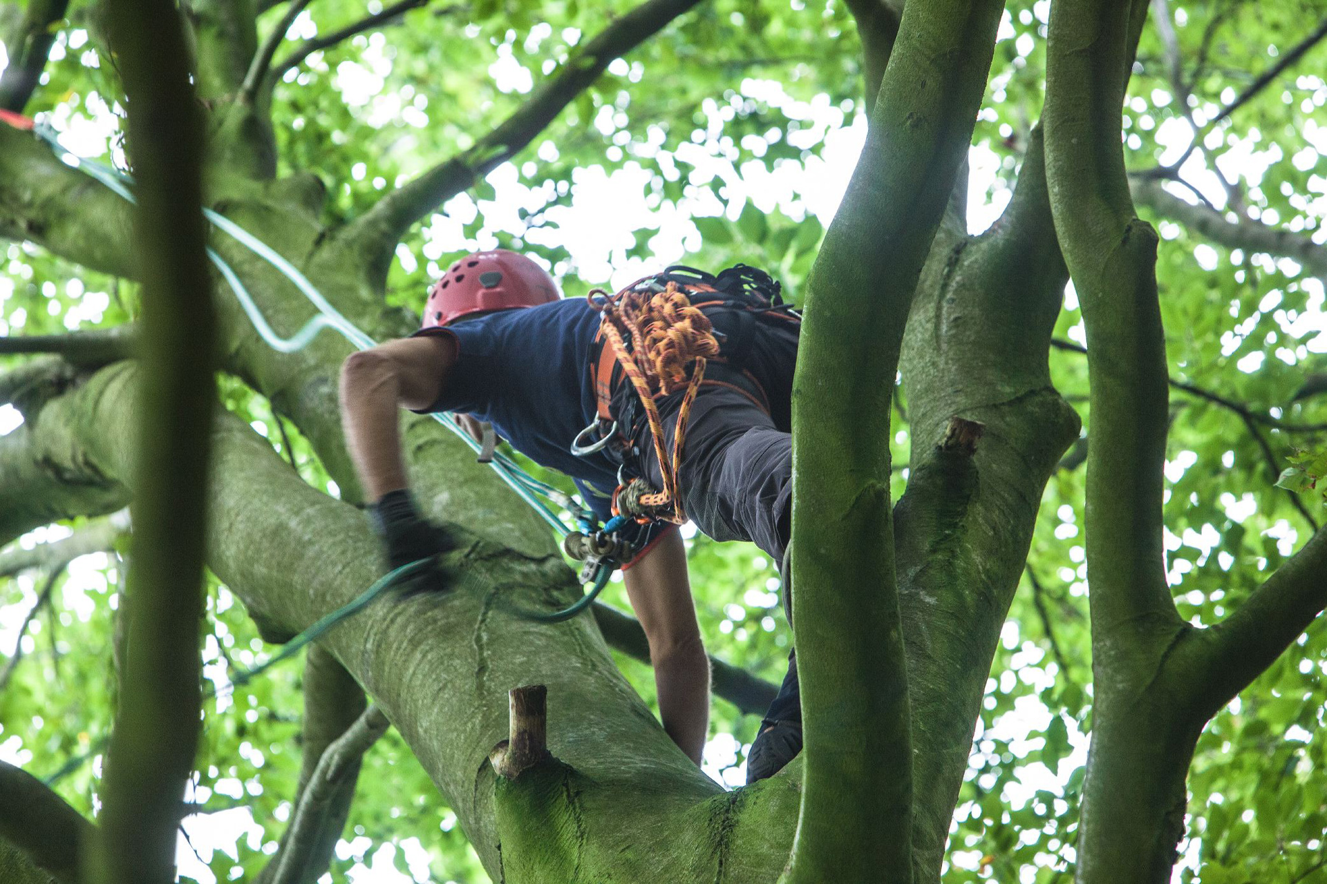 Professioneel Boomklimmen bij The Treeclimbing Company