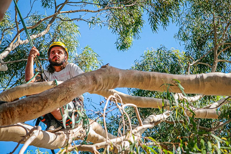 compleet Verkoper uitvoeren Werken in de boom - The Treeclimbing Company