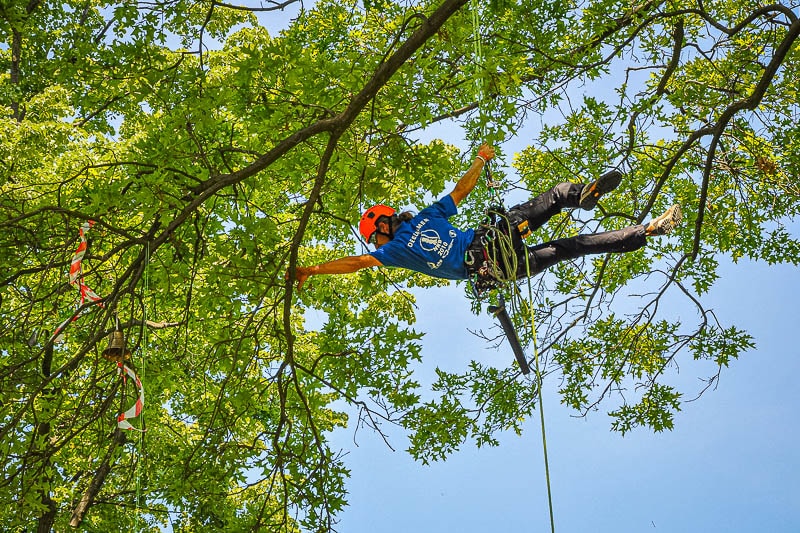 Kritiek kreupel Editor Recreatief boomklimmen - The Treeclimbing Company